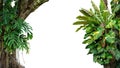 Nature frame of jungle trees with tropical rainforest foliage plants climbing Monstera, birdÃ¢â¬â¢s nest fern, golden pothos and Royalty Free Stock Photo